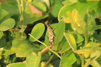 IMG_5139.JPG
