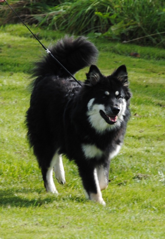 [044%2520Laika%255B6%255D.jpg]