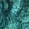  Scuba Dive Buck Island Reef