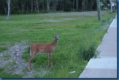 IMG_0984 IMG_0984