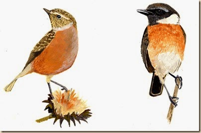 Stonechat531-001 Stonechat531-001