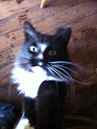 and whiskers...