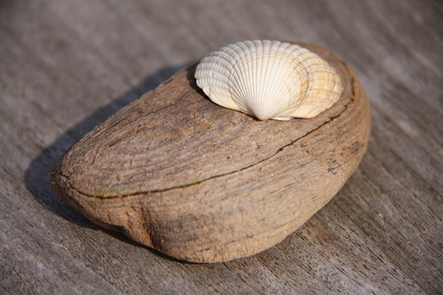 strandvondsten strandvondsten