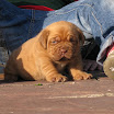puppies Eddie x Ruby 3weeks.jpg 016.jpg