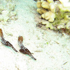 Seagrass ghostpipefish (El Gouna)