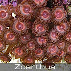 Zoanthus-watermelon.jpg
