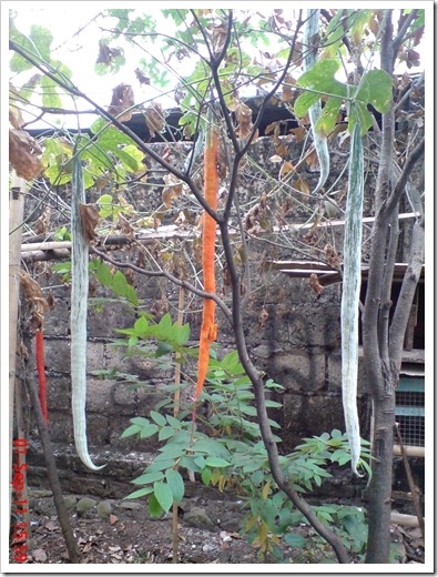 Trichosanthes anguina, now known as Trichosanthes cucumerina var anguina