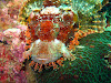  Koh Lipe Resimleri Fotoğrafları