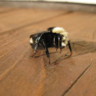 Yellow-faced Bumble Bee