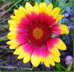 Gaillardia Indian Blanket