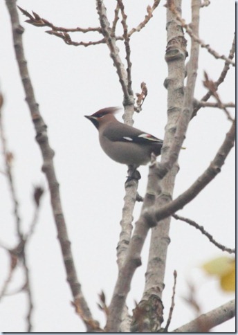 waxwing