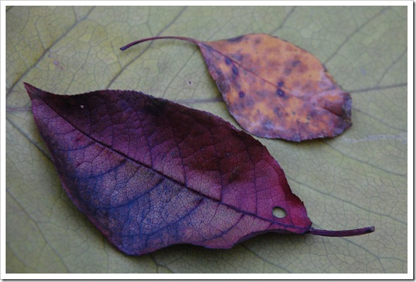 rainbow leaf rainbow leaf