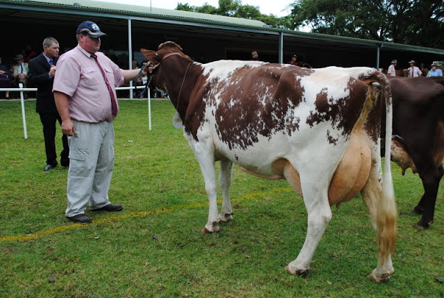 Den Dia Minnie 3 (Den Dia Partnership) - 1st Cow 7yrs & Over..JPG