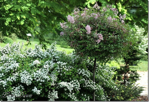 This Lilac was trimmed up into a rounded tree form at its top
