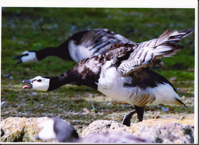 Barnacle Goose (MEWade Aug 09)
