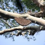 A large hive of bees