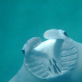 Manta Snorkel Rah Dhigga Manta Snorkel Rah Dhigga