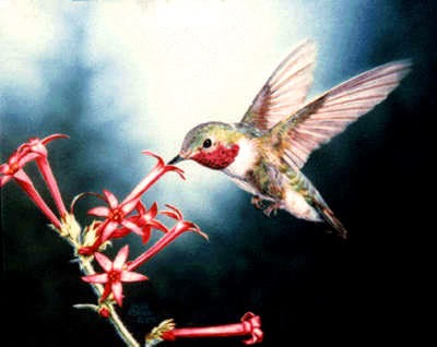 [humming_bird%255B3%255D.jpg]
