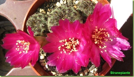 Rebutia canigueralii Sin Sulcorebutia rauschii fiori