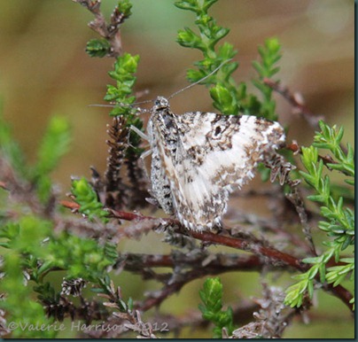 small-argent-and-sable (2)