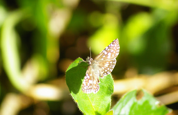 Hesperiidae : Pyrgus orcus STOLL, 1780. Saut Athanase (Guyane). 21 novembre 2011. Photo : J.-M. Gayman