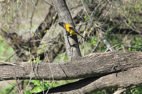 [120211_Salineno-58%255B4%255D.jpg]