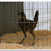 Poultry 009.jpg