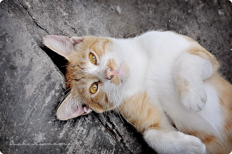 Cat Cat