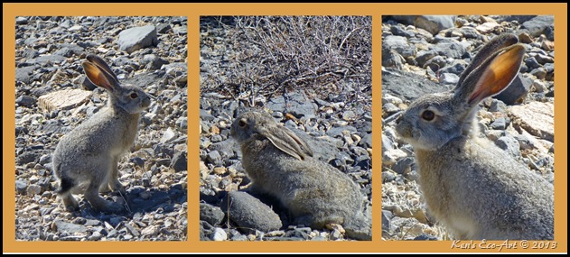 Long Eared Rabbit