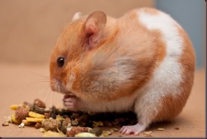 Amazing Animals Pictures Hamster (6)