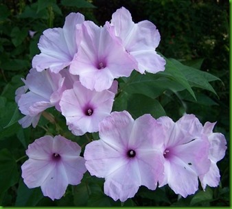 Ipomoea carnea