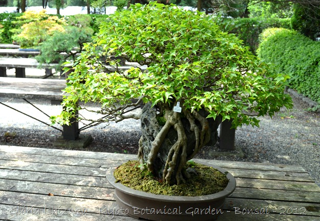 Glória Ishizaka -   Kyoto Botanical Garden 2012 - 60