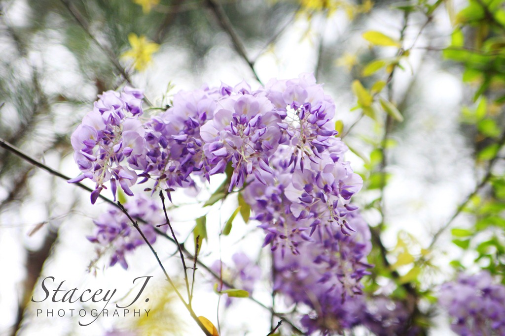 [lilacs%2520003%2520copy%255B5%255D.jpg]