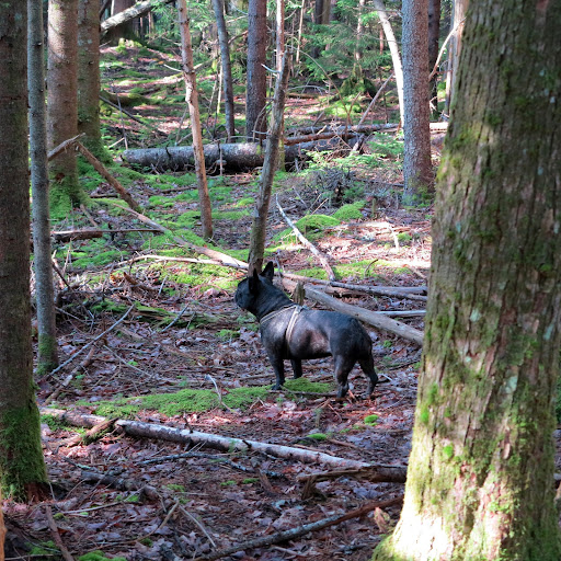 I love going on hikes with Martha in Maine.  I'm so fascinated by all of the flora and fauna, which looks so different than what we see at the farm.
