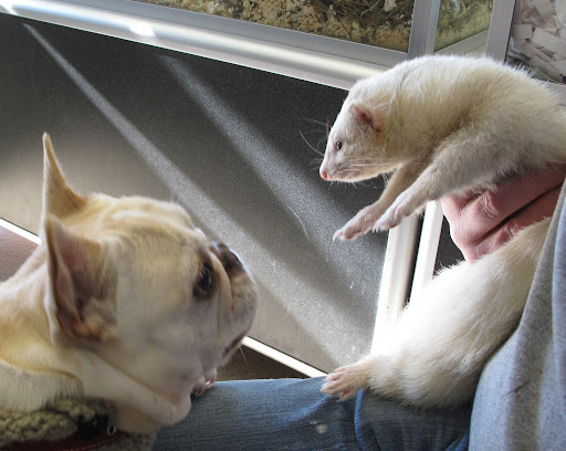Little ferret - I'm really retraining myself.