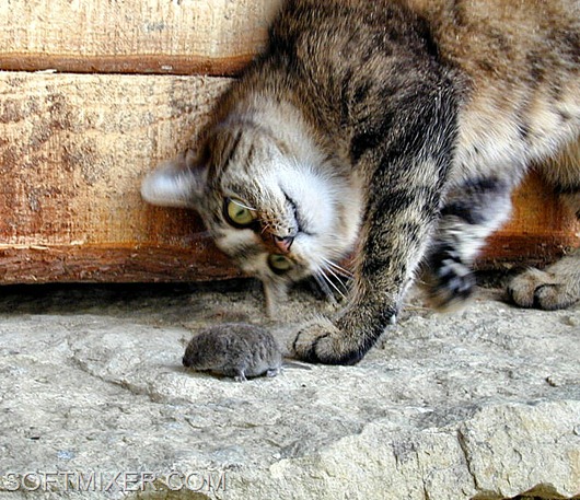 Cat_and_Mouse_by_Morpher_inc Cat_and_Mouse_by_Morpher_inc