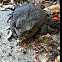 Common toad