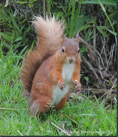 red-squirrel-2