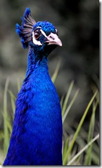 aviary17