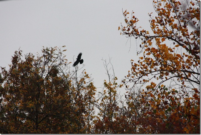 IMG_7042 IMG_7042