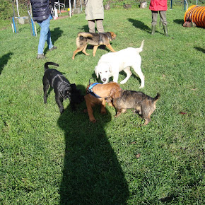 Junghunde2012 Junghunde2012