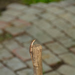 IMG_8586.jpg