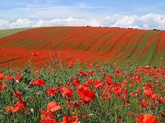 Poppy Field