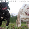 Males_Amichettibulldog.jpg