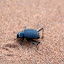 Racing Darkling Beetle (Onymacris plana)