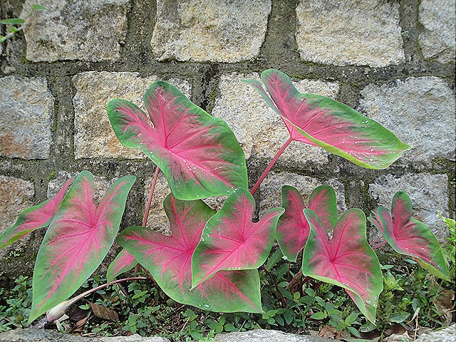 [Caladiunseflores26nov20110074.jpg]