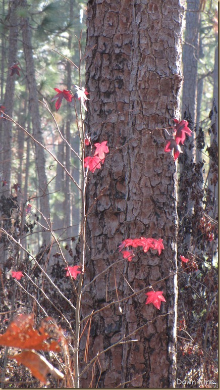 Weymouth Woods_070