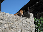 Vashisht