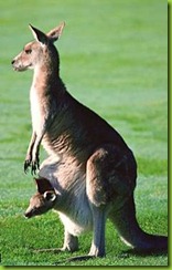 canguro hembra
