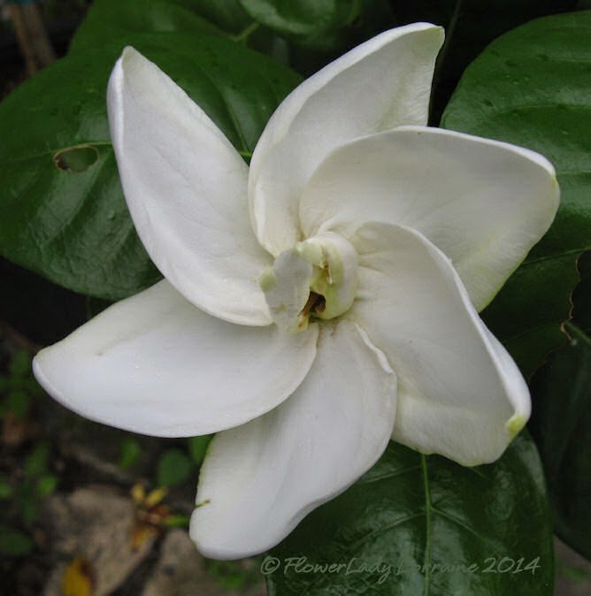 [09-06-tahitian-gardenia2%255B4%255D.jpg]